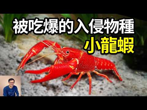 小龍蝦強勢入侵中國，卻引發美食狂歡！吃貨們能打敗最好吃的入侵物種嗎？夜市爆火背後的謠言與真相…【老肉雜談】#動物 #生物 #物種入侵 #小龍蝦 #螯蝦