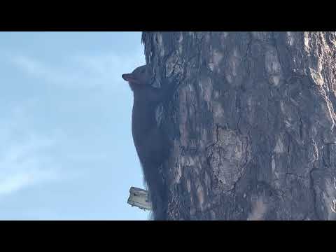 Забайкальская белка