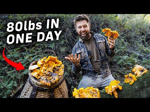 Mushroom Hunting Catch and Cook (80lbs Found!)