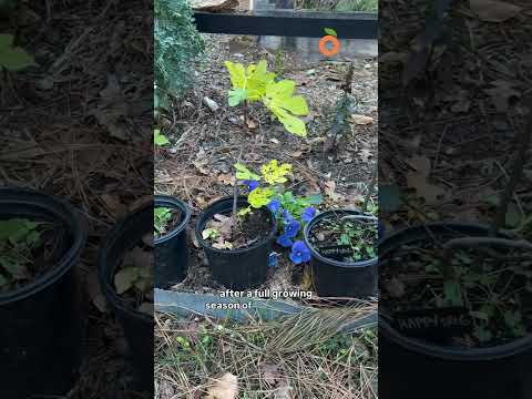 Which Potting Soil is Best? #growingfruit #containergardening #pottingsoil #growyourownfood