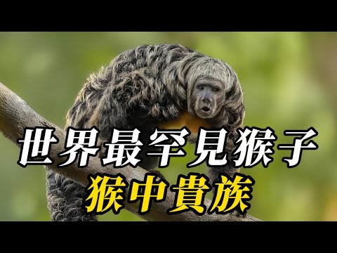 全世界最稀有的10種猴子，第七名被列爲重點保護生物，全球不足200只！第壹名稀有程度與中國大熊貓比肩，被稱神農架最神秘生物！#世界之最 #动物 #科普 #百科密码 #知识渊博 #动物世界