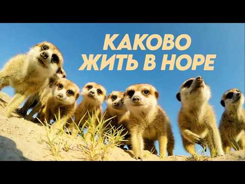 Как устроена жизнь животных в норах