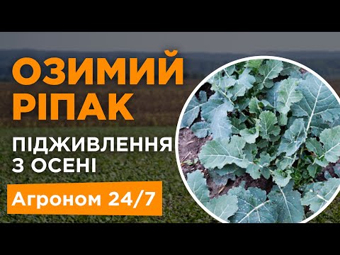 Озимий ріпак підживлення з осені - Агроном 24/7