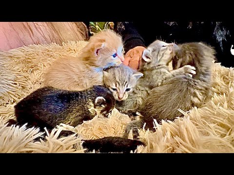 Пока МонаЛиза кушает мы любуемся подросшими котятами, носушатами и гамадрилятами! Все ТАКИЕ МИЛЫЕ)))