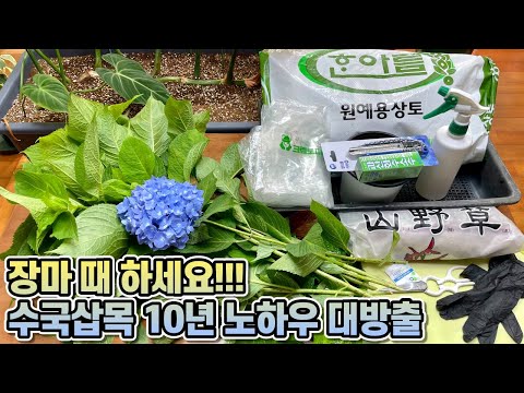 10 years of hydrangea cutting know-how revealed!! Try your hand at 100% success with hydrangea cu...