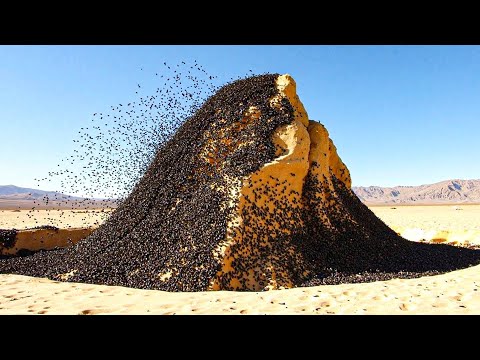 No One Believed These Ants Were Deadly...Until This Was Caught On Camera