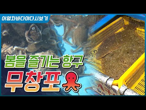 주꾸미와 도다리때문에 봄이 오길 기다렸다! 보령 무창포 이야기  [어영차바다야다시보기]