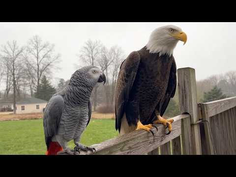 Parrot Meets A Bald Eagle 🦜 Funniest Parrot Moments