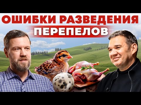 How to properly breed quail. How to make money from quail? Quail farm. Business in the village.