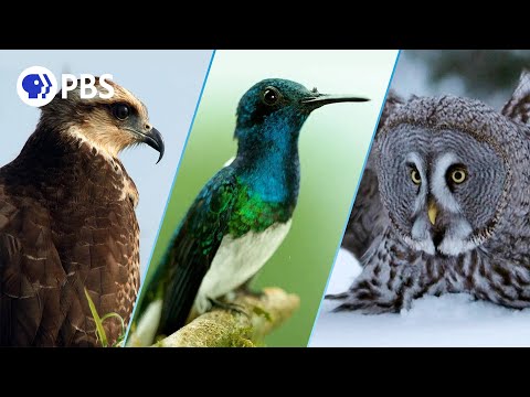 The Birds of NATURE | Unforgettable Moments
