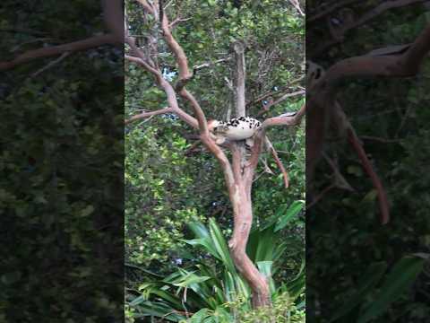 RARE MARSUPIAL Spotted  #wildlife