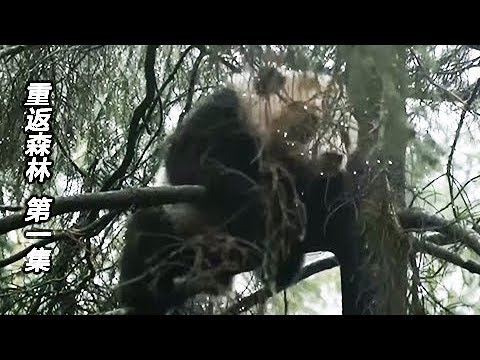 《 重返森林》第一集 回归大自然 | CCTV纪录