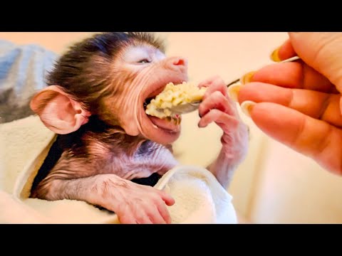 У Степашка ПРЕКРАСНЫЙ АППЕТИТ, его уговаривать покушать никогда не надо)))