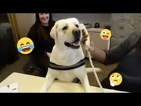 I dare you not to LAUGH at these FUNNY DOGS 😁🦮 - Best Funny Animals Videos 2025 #147