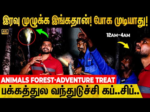 அடங்கிய மனித சத்தம்.தொடங்கிய யானை,புலிகள் நடமாட்டம்.. திக் திக் தங்குமிடம் விசிட் |  Kodaikanal