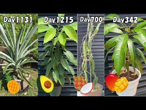 You can grow tropical fruit trees at home even in cold regions.