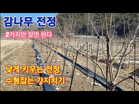 Persimmon tree pruning/low-growing pruning/shaping pruning