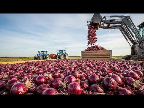 Inside America’s 9.8 Billion Pound Onion Harvest | Modern Agriculture Technology