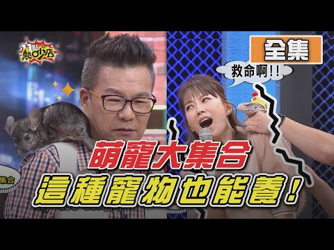 萌寵大集合！龍貓.跳跳羊.浣熊.雪狐意想不到的寵物也能養？！ 11點熱吵店 20201008 (完整版)│沈玉琳、Melody、小瑋、大飛、詹子晴、王若熙
