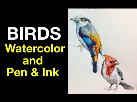 Watercolor | Pen & Ink Study e3 | Birds