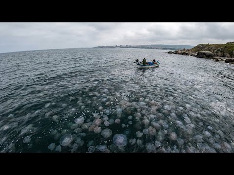 900 Million Tons of Jellyfish Devastated the Black Sea: The Aftermath 35 Years Later