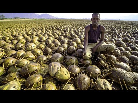 This Is How Australia Forced Invasive Animal Babies to Kill Each Other