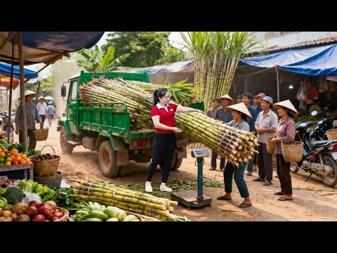 Harvesting 2 Tons of Sugarcane and Transporting by Truck to Sell at Juice Shops | Tieu Hue Daily