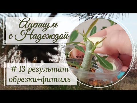 Адениум с Надеждой. Результаты обрезки. Адениум на фитильном поливе.