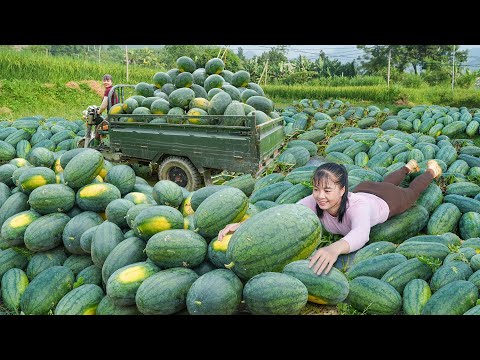 Harvesting Lots Of Big Watermelon, Use Truck Transport Many Watermelon Goes To Sell For Villager