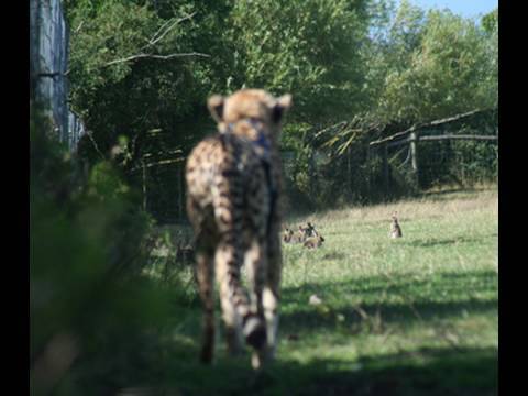 Fieldsports Britain - Rabbits with a cheetah, Westcountry Macnab, squeaking roebuck - Episode 1