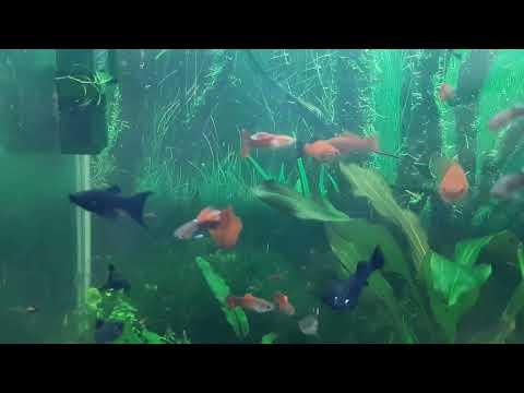 Лучший способ очистки стенок аквариума