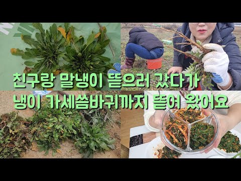 I went to pick wild chives and even picked lettuce, bracken, and prickly radish, making three sid...