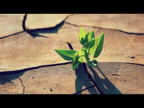 Plants need special help to survive climate change