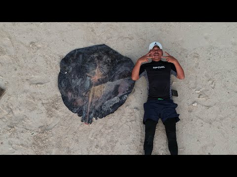 和ok哥合力捕获巨型鳐鱼