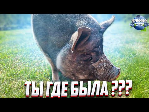 Её чуть не съели заживо. Свинки не было трое суток. Где же она была ?