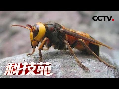 《科技苑》 “杀人蜂”巢穴巧生金 如何将金黄虎头蜂变摇钱树 20190617 | CCTV农业