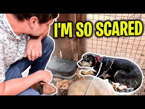 PUPPY gave up on life, until THIS happened!