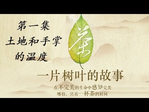 茶,一片树叶的故事 01 土地和手掌的温度