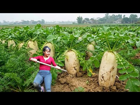 CEO Girl's Self-sufficient Farm: Harvest Cabbage, Potatos, Radish Go To Countryside Market Sell