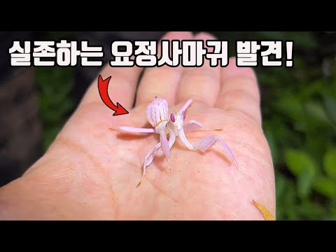 귀여워 미치는줄알았네요 ㅎㅎ세상에서 가장 귀엽고 아름다운 사마귀를 실제로 발견했는데...