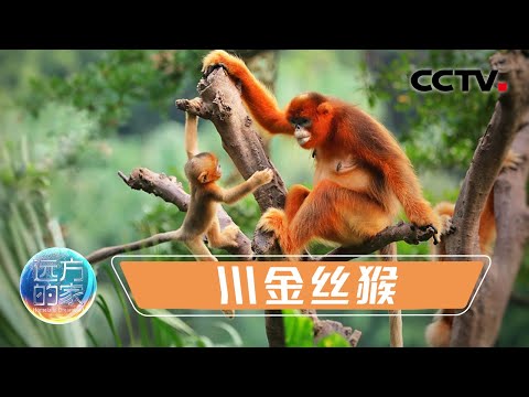 它被誉为“全球最美的猴子”！带您走近神农架的大明星——川金丝猴 20211214 |《远方的家》CCTV中文国际