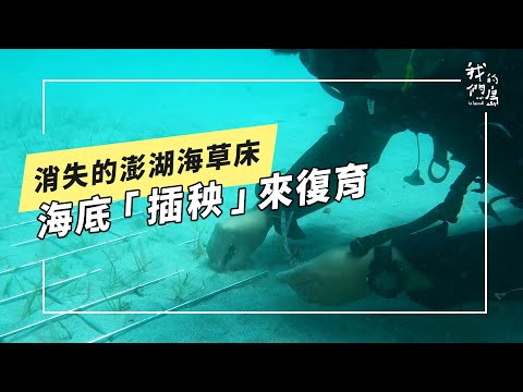 澎湖海草復育：給海洋生物一個家(我們的島 第1275集 2024-09-30)