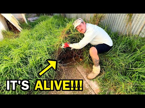 This was LIVING right under their FEET! - I gave this FAMILY a fresh start