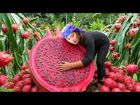 1000Kg Dragon Fruit Harvesting: Harvest Dragon fruit to sell - Cook Yummy Porridge for my children