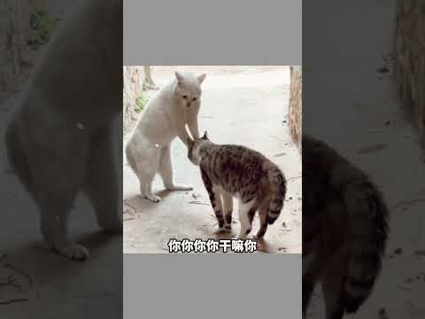 【搞笑配音】搞笑配音视频合集 #搞笑视频 #搞笑動物 #搞笑配音