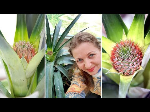 A pineapple. How to grow pineapple. The pineapple is blooming. Answers on questions Part 2