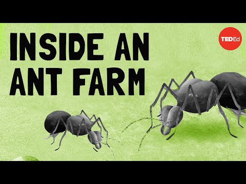 Puke, poop, and tiny cockroaches: How the leafcutter ant queen runs her farm - Charles Wallace
