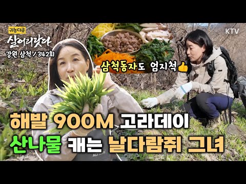 (강원 삼척/342회) 해발 900M 고라데이! 추억도 산나물도 제철입니다 KoreaTV, wild greens, mountain, healthy food