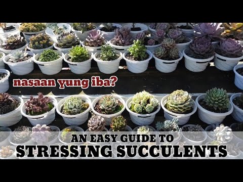 Stressing Succulents made easy • What you need to know 다육식물 | 多肉植物 | Suculentas
