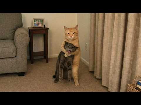 When Your Cat Is a Bully